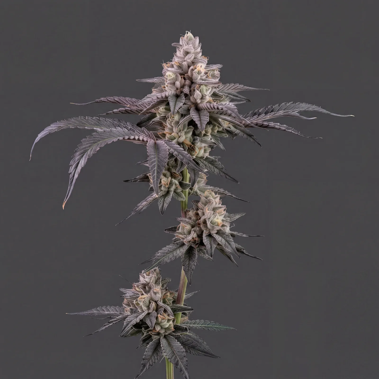 Cherry Jet Auto
