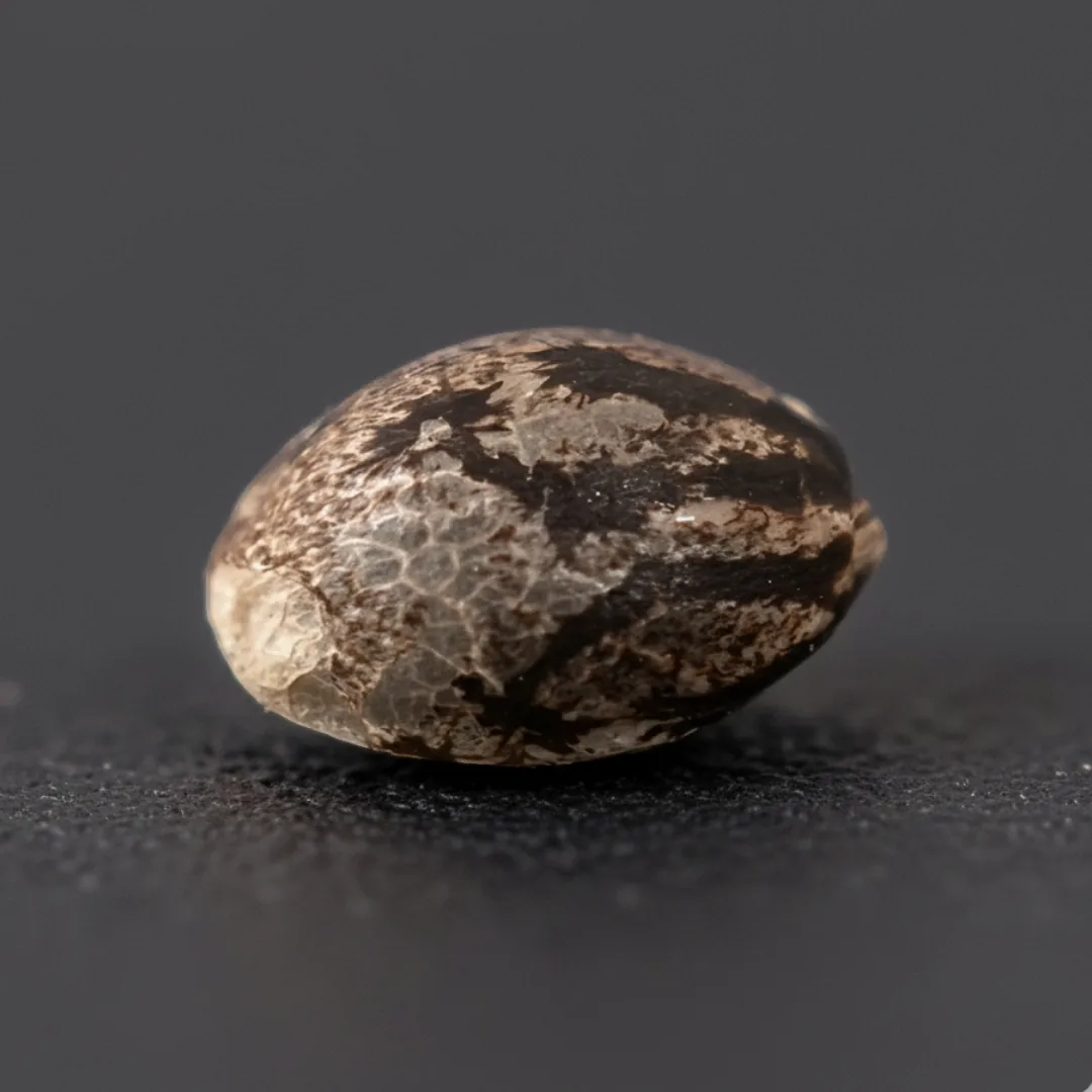 Cherry Jet Auto — image 3