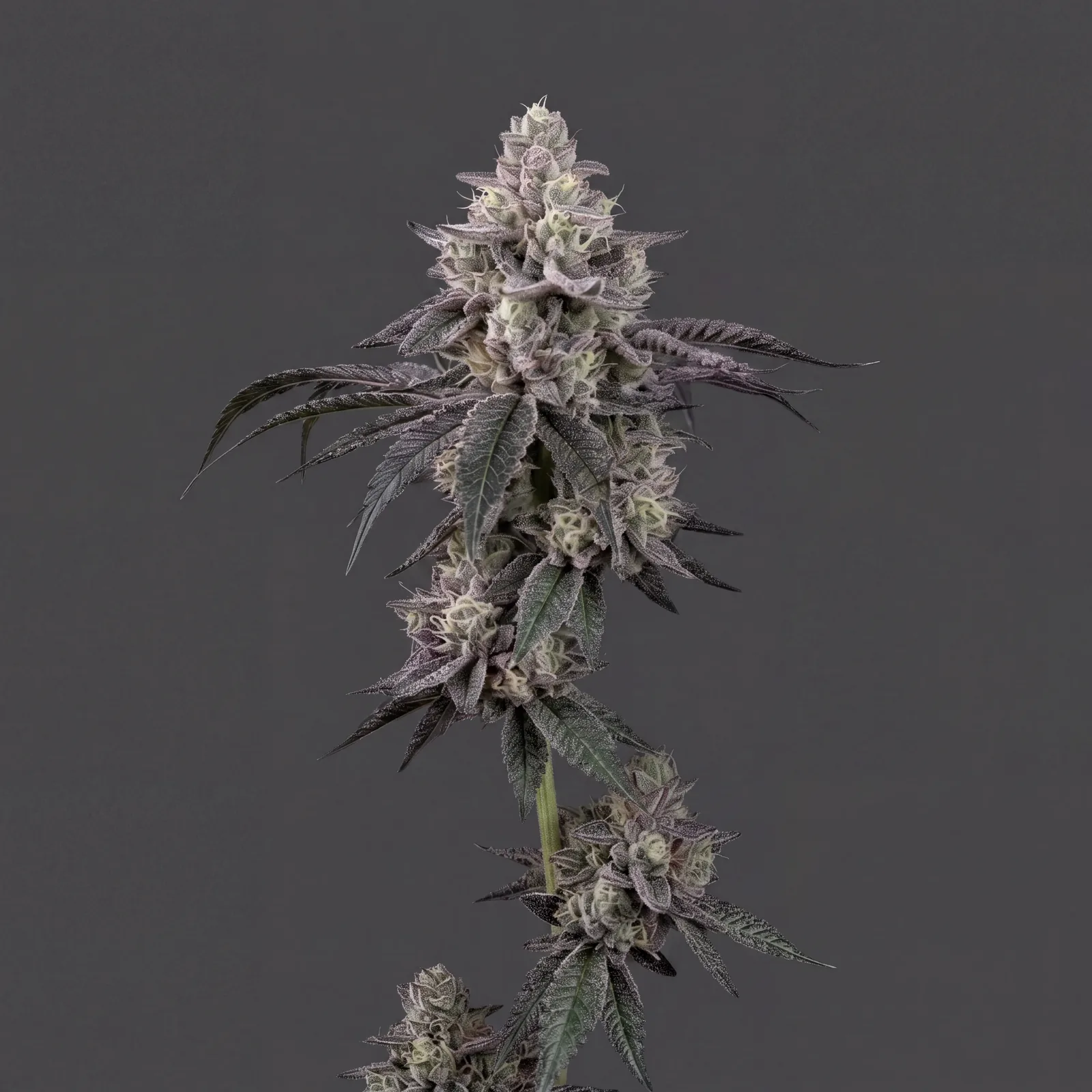 Grape Cream Auto
