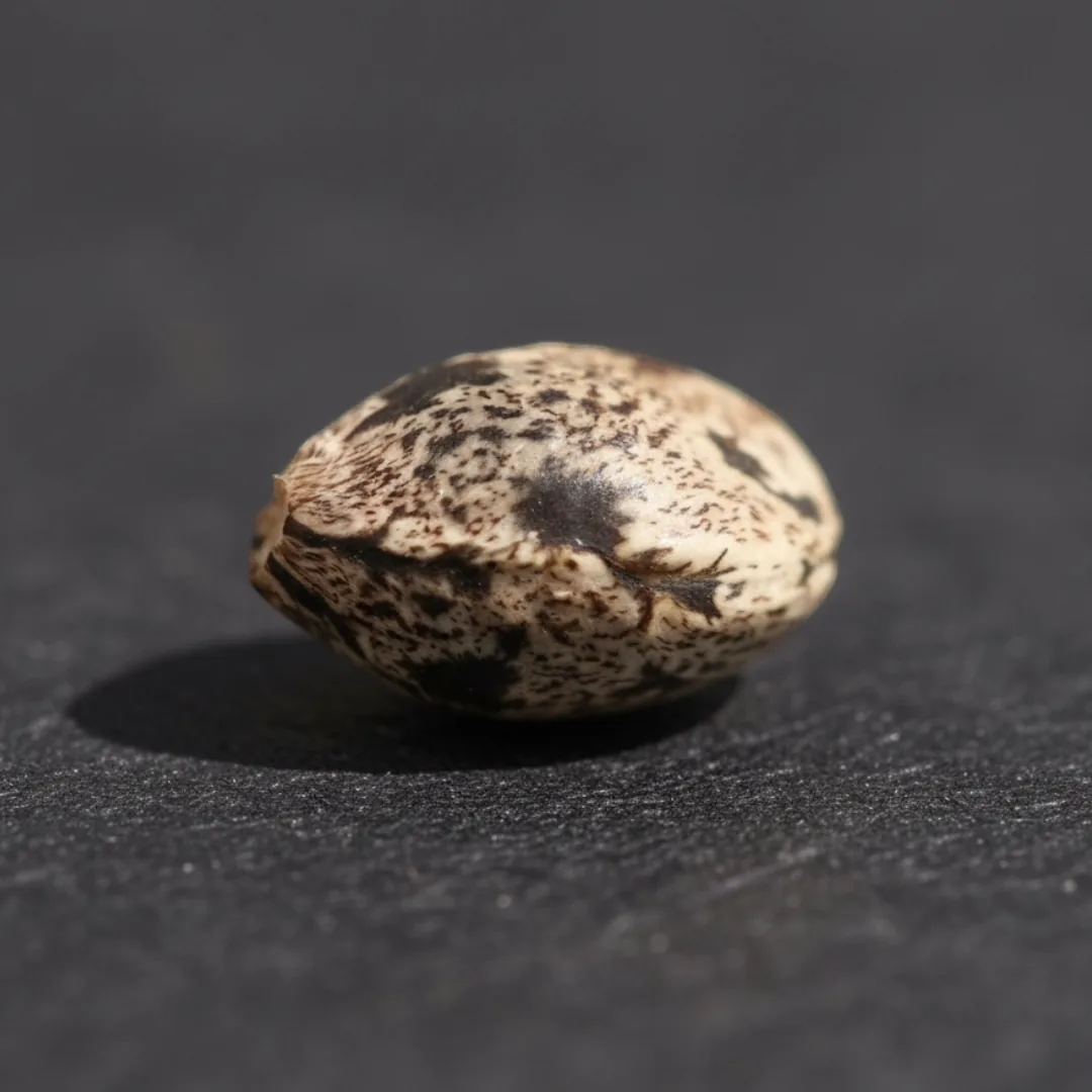 Grape Cream Auto — image 3