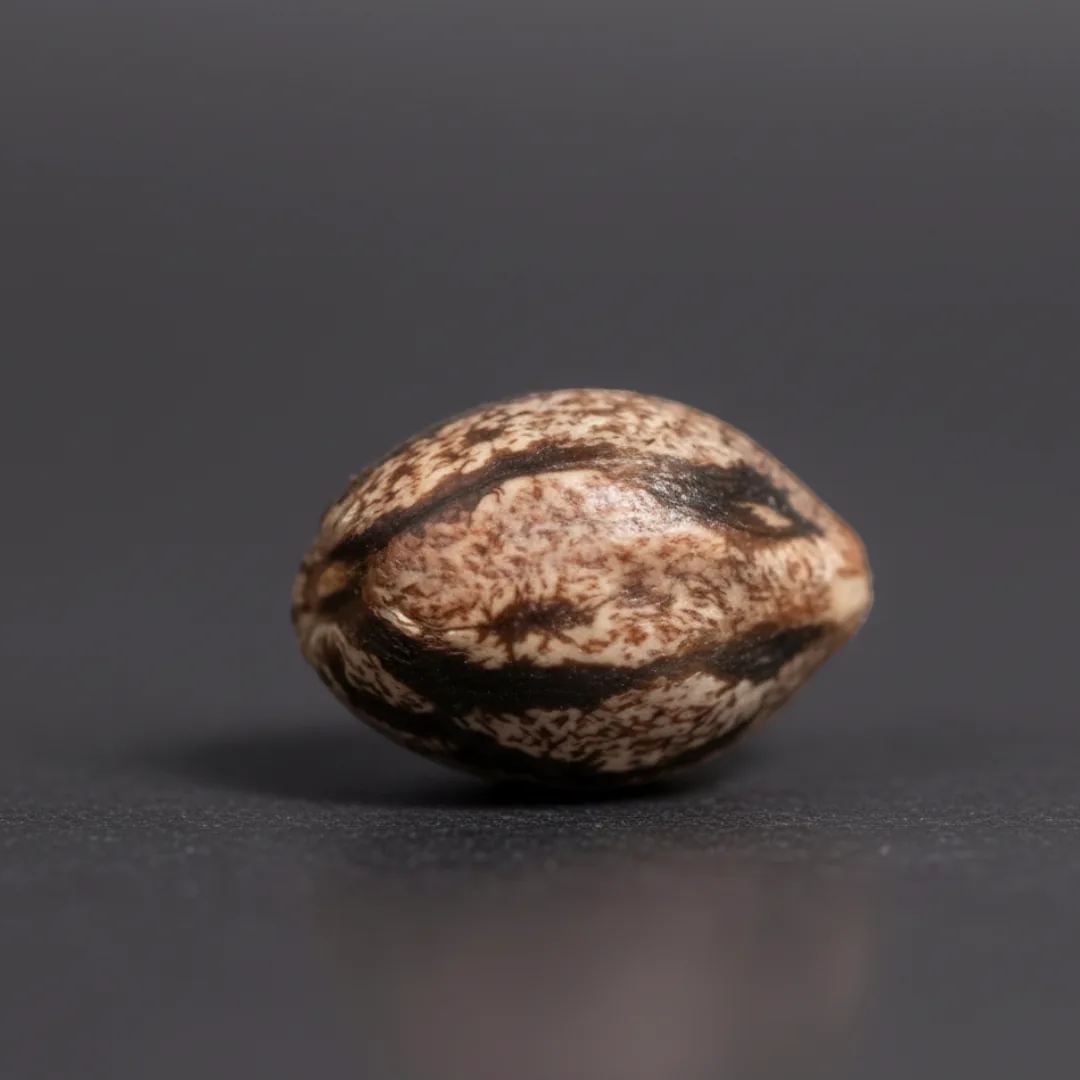 Kesselman Kush — image 3