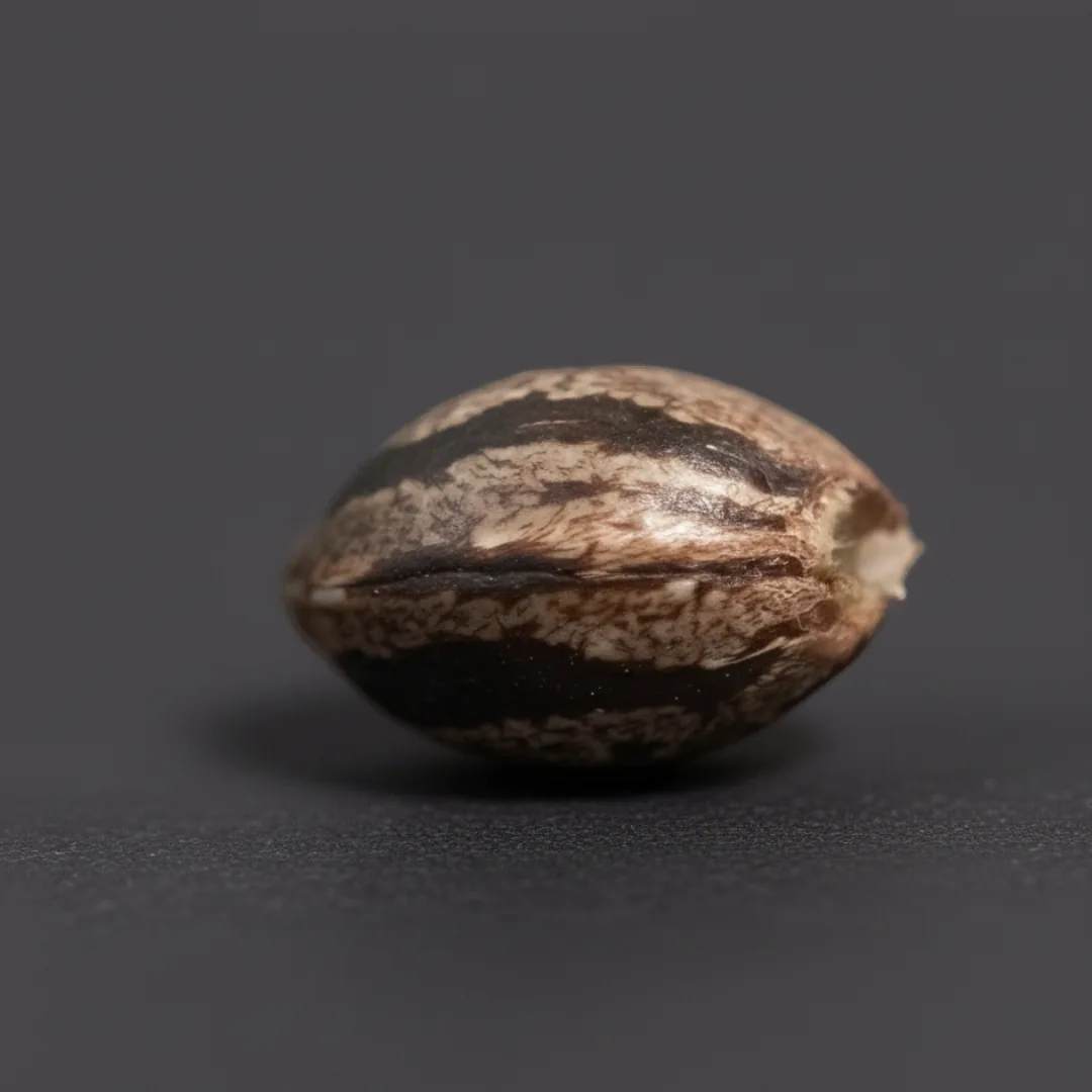 Lemon Treez — image 3