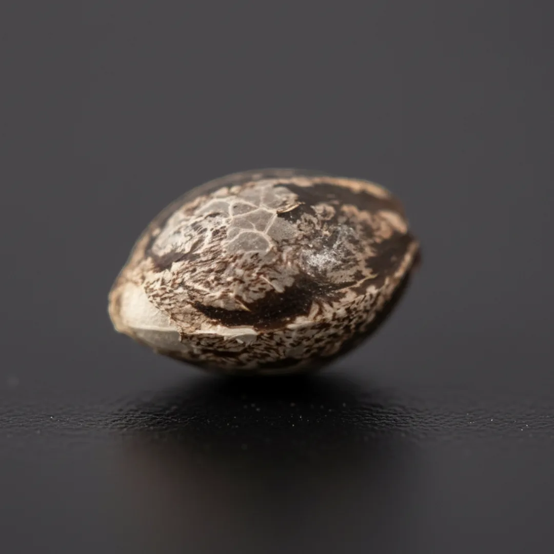 Sunset Breath Auto — image 3