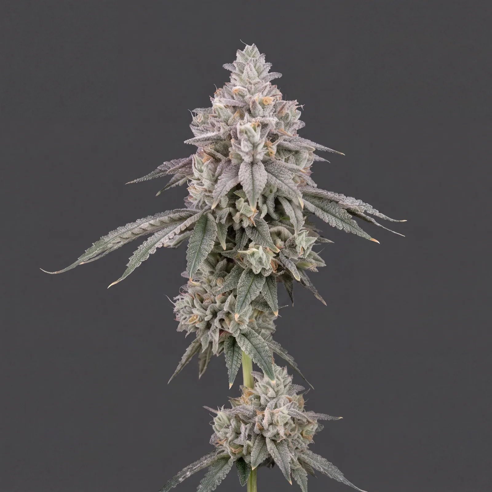 White Ash Auto
