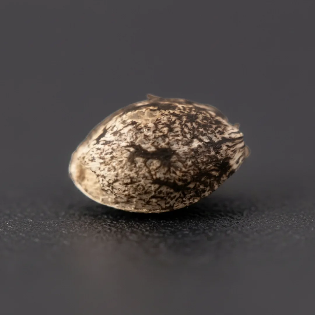White Ash Auto — image 3
